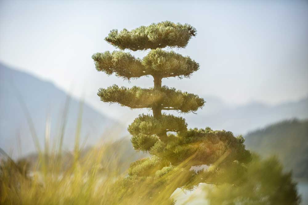 Baum mit Bergkulisse